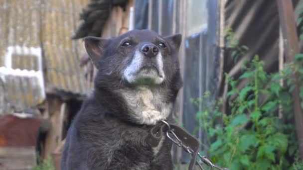 Köpek koklama. Nemli burun hava kokusu ile köpek — Stok video