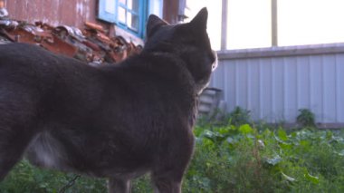 Köpek sahibi için arka bahçe çit kapıda bekliyor