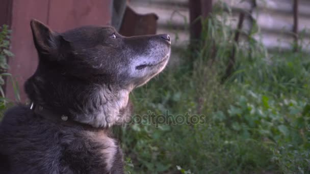 Funny Guard Dog Face. — Stock Video