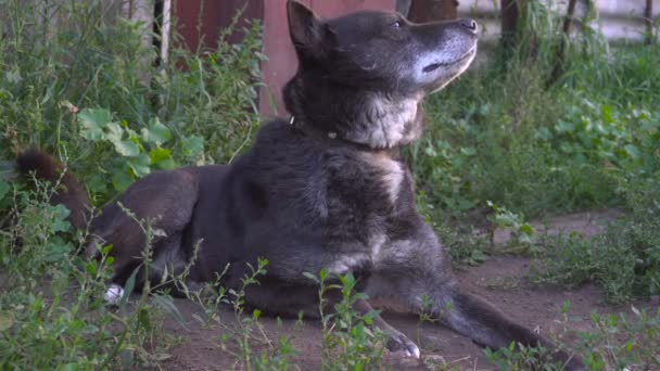 Hond op chainis op de grond liggen en snuiven whats in de omgeving — Stockvideo