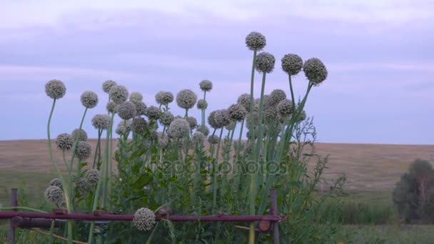 Güzel beyaz Allium dairesel küre şekilli çiçekler darbe rüzgarda — Stok video