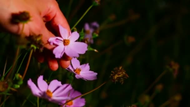 Mens mão toca as flores à noite — Vídeo de Stock