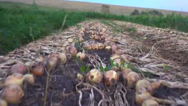 Cebollas frescas aireadas en tierra — Vídeos de Stock