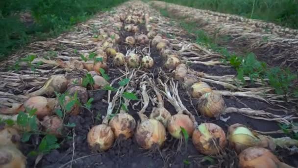 Cebollas frescas aireadas en tierra — Vídeo de stock