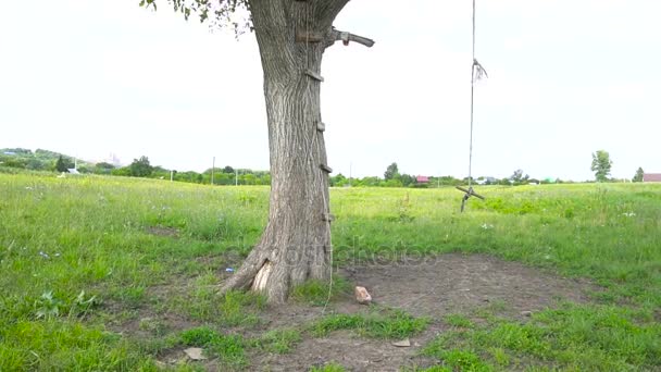 Un'altalena di corda pende da un albero — Video Stock