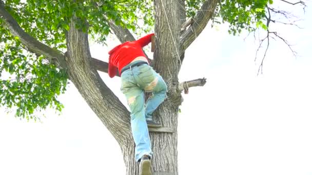 Man in de rode klim naar beneden van boom — Stockvideo