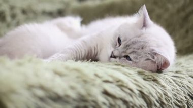 Anne kedi yavru kedi Bebek Bakımı onu yavru kedi besleme