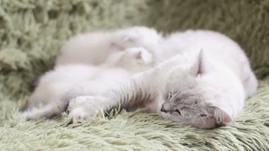 Anne kedi yavru kedi Bebek Bakımı onu yavru kedi besleme