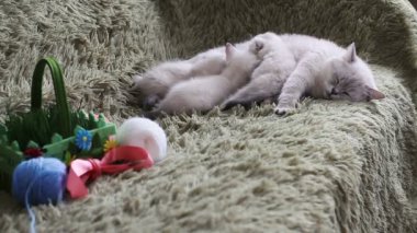 Anne kedi yavru kedi Bebek Bakımı onu yavru kedi besleme