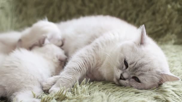 Los gatitos están comiendo en las madres la leche de los gatos.Gato y gatito. Amor y ternura — Vídeos de Stock