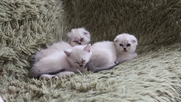 Three kittens is falling asleep on sofa — Stock Video