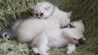 Üç küçük beyaz tüylü yavru kedi kanepede relax