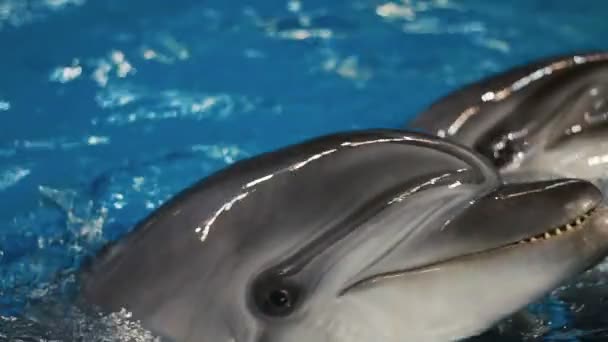 Two dolphins in the blue water. Bottlenose dolphins or Atlantic bottlenose dolphin. — Stock Video