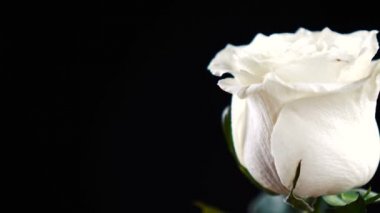 Beyaz gül yavaşça siyah arkaplanda dönüyor
