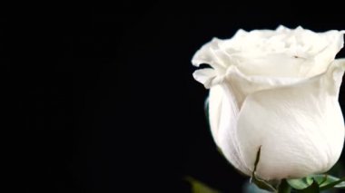 Beyaz gül hızla siyah arkaplanda dönüyor