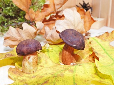 Sonbahar nesneleri soyut kompozisyon