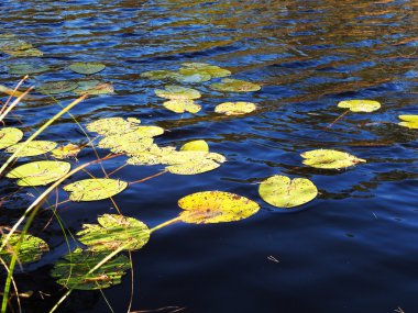 Gölde nilüfer yaprağı.