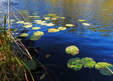 Gölde nilüfer yaprağı.