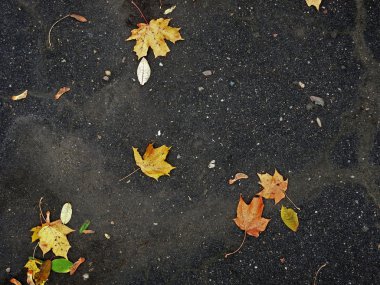 yol doku sarı yapraklarda
