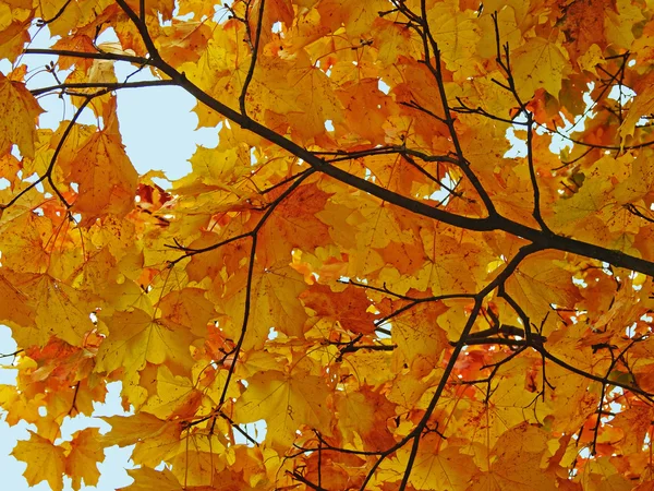 Toamna frunze galbene — Fotografie, imagine de stoc