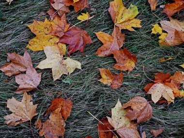sonbahar arka plan, sarı yaprakları