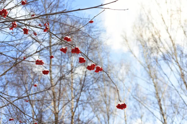 冬の木ナナカマドの果実 — ストック写真