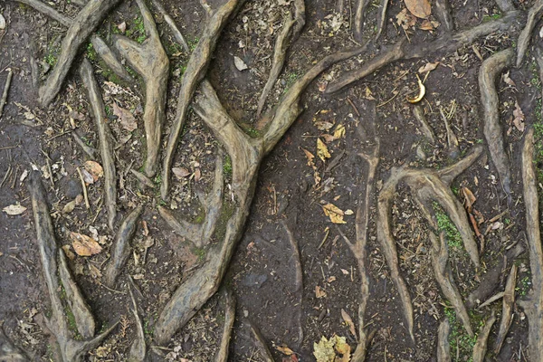 Le radici di un albero — Foto Stock