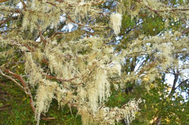 Madeira ağaçta moss