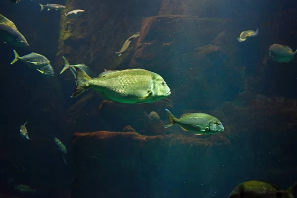 Akwarium duże Madera. — Zdjęcie stockowe