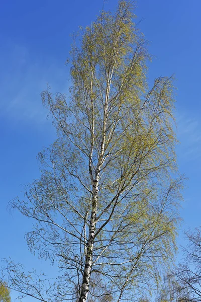 Berken op blauwe hemelachtergrond. — Stockfoto