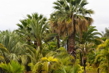 Palmiye park Madeira Adası.