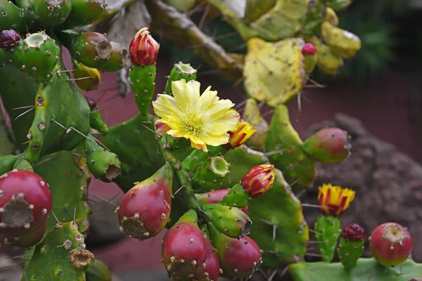 Big green cactus with red flowers. — Stock Photo, Image