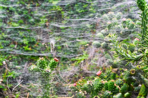 Spinnennetz auf den Kakteen des Madeira-Parks — Stockfoto