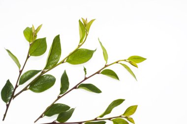 yeşil yaprakları ile şube.