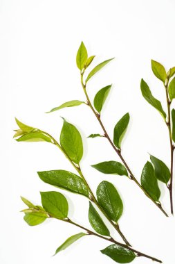 yeşil yaprakları ile şube.