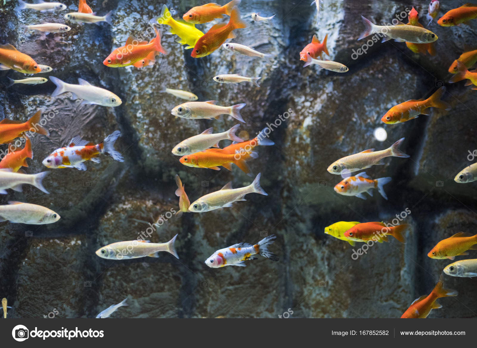 Viele kleine Fische im Aquarium. — Stockfoto © FreedomMaster 167852582