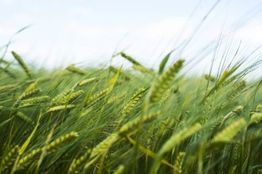 Yeşil buğday tarlası.