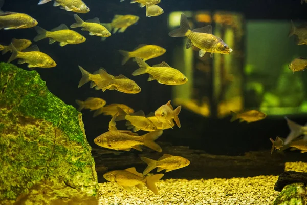 Wiele małych ryb w akwarium. — Zdjęcie stockowe