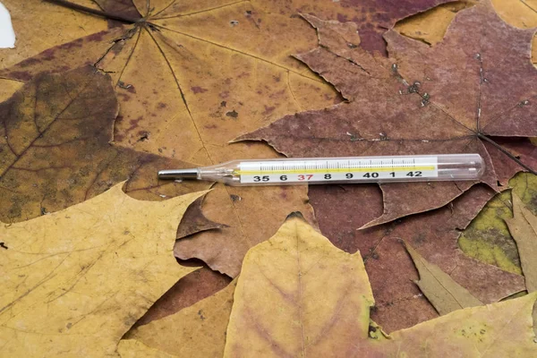 Termometr na liści klonu żółty. — Zdjęcie stockowe
