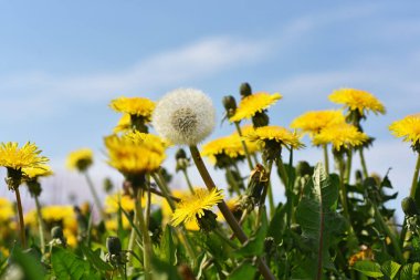 Bahar dandelions mavi gökyüzü arka plan üzerinde.