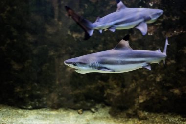 Büyük akvaryum balık.