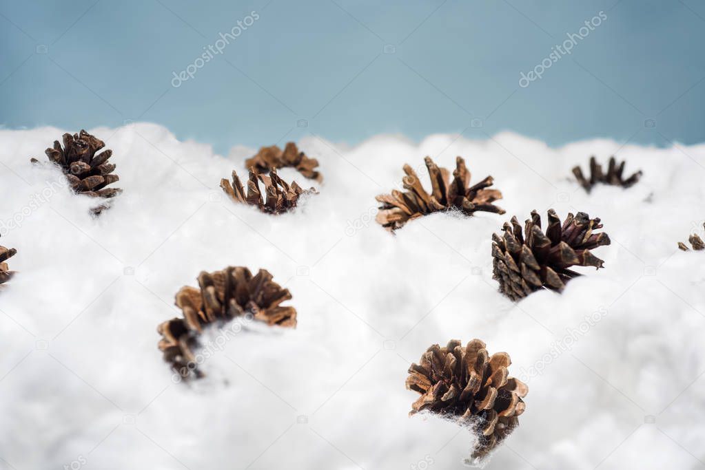 Cones in the snow. Macro photo of decorative cones