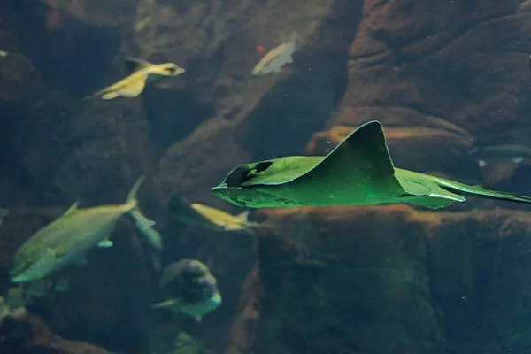 Big Fish aquarium — Zdjęcie stockowe