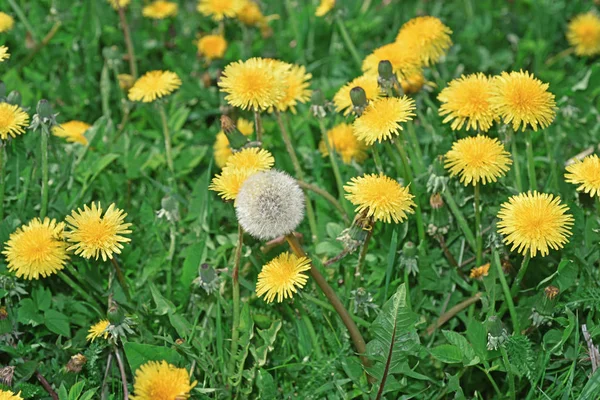 Dandelions alanıyla. İlk bahar çiçekleri.