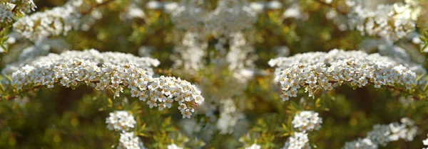 Flores blancas pequeñas en el arbusto . — Foto de Stock