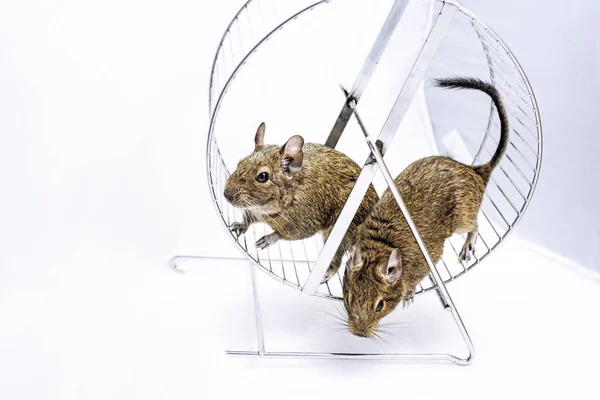 Pequeña mascota australiana Degu . —  Fotos de Stock