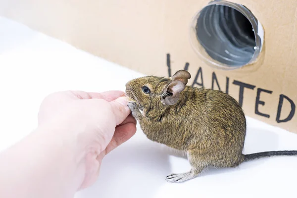 Pequeña mascota australiana Degu . —  Fotos de Stock