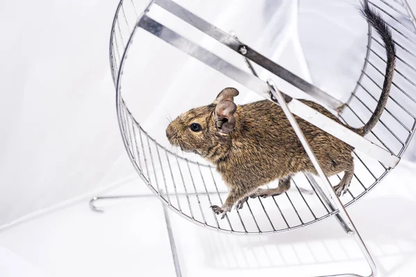 Pequeña mascota australiana Degu . —  Fotos de Stock