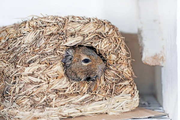 Pequeña mascota australiana Degu . —  Fotos de Stock