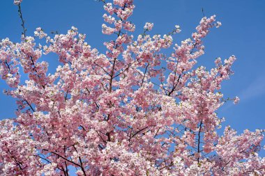 Sakura şube mavi gökyüzü.